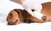 Вывих или растяжение лап у собаки: симптомы и лечение